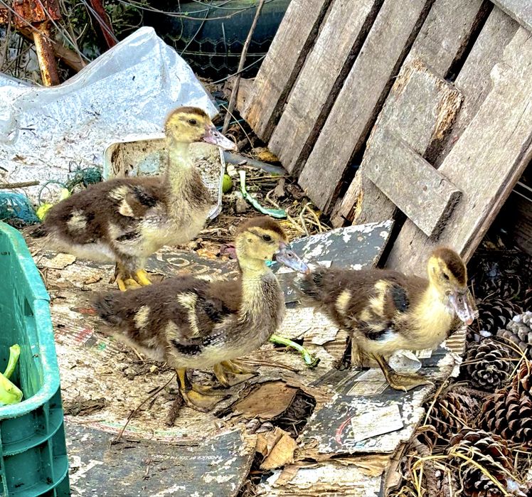 Patos disponiveis para entrega imediata