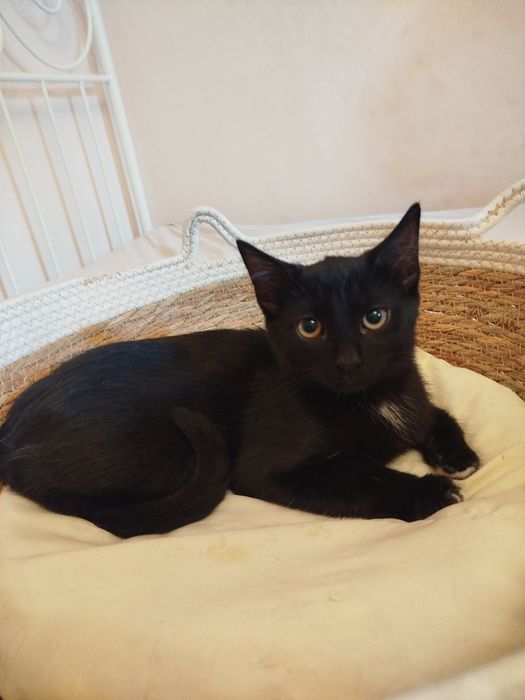 Pedro - czarny kocurek