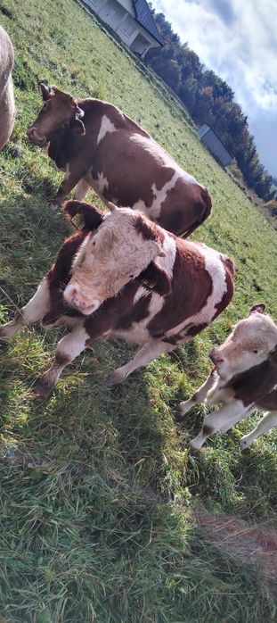 Sprzedam byczki jałówki