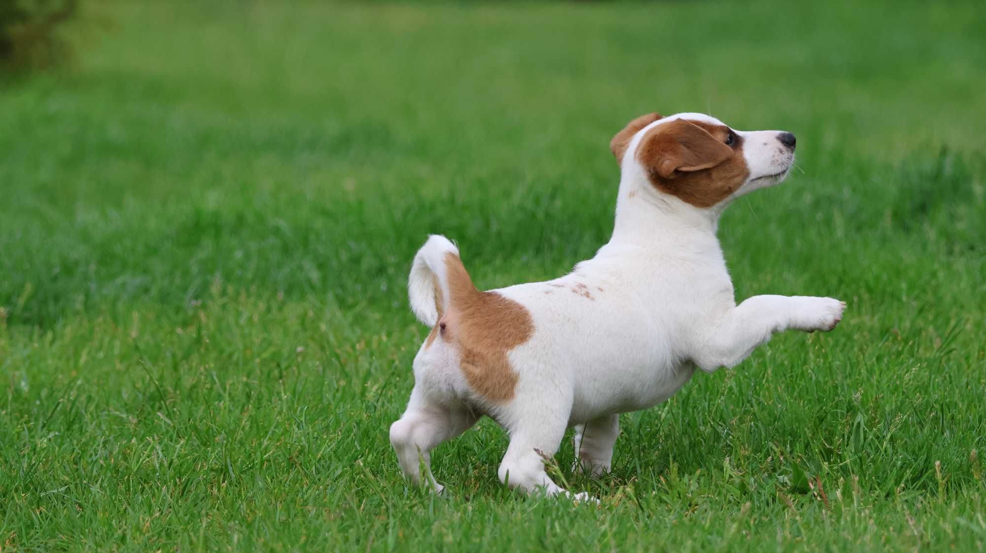 Suczka Jack Russell Terrier z hodowli "BREFIO "-bad.genetyczne