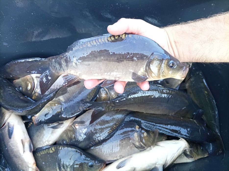 Szczupak narybek 25 cm , 30 cm , lin karaś karp Jesiotr amur tolpyga