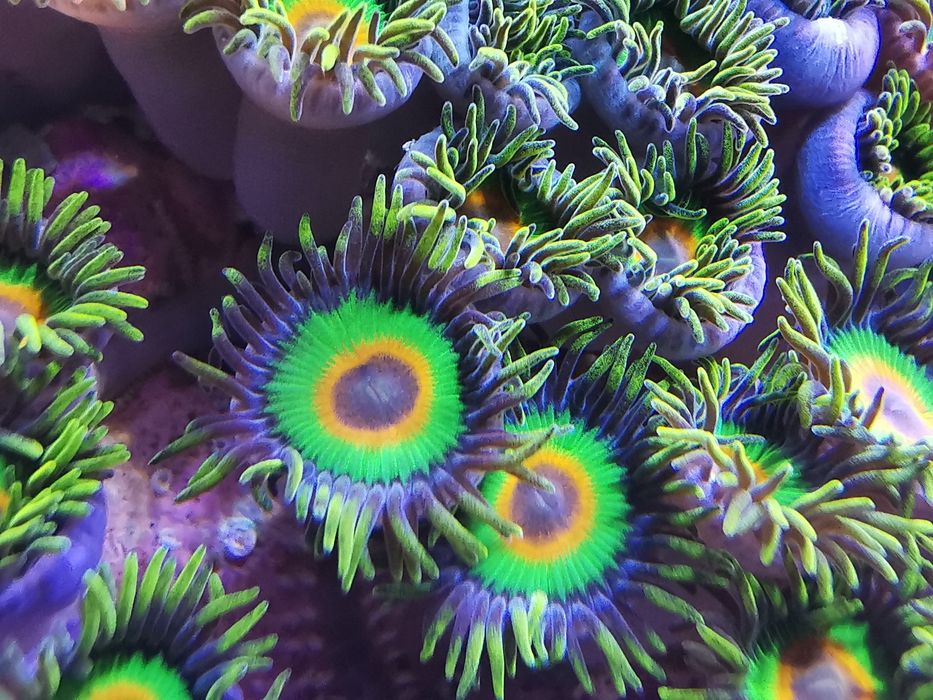 Koralowiec Zoanthus Rasta mała kolonia akwarium morskie ok 80 polipów