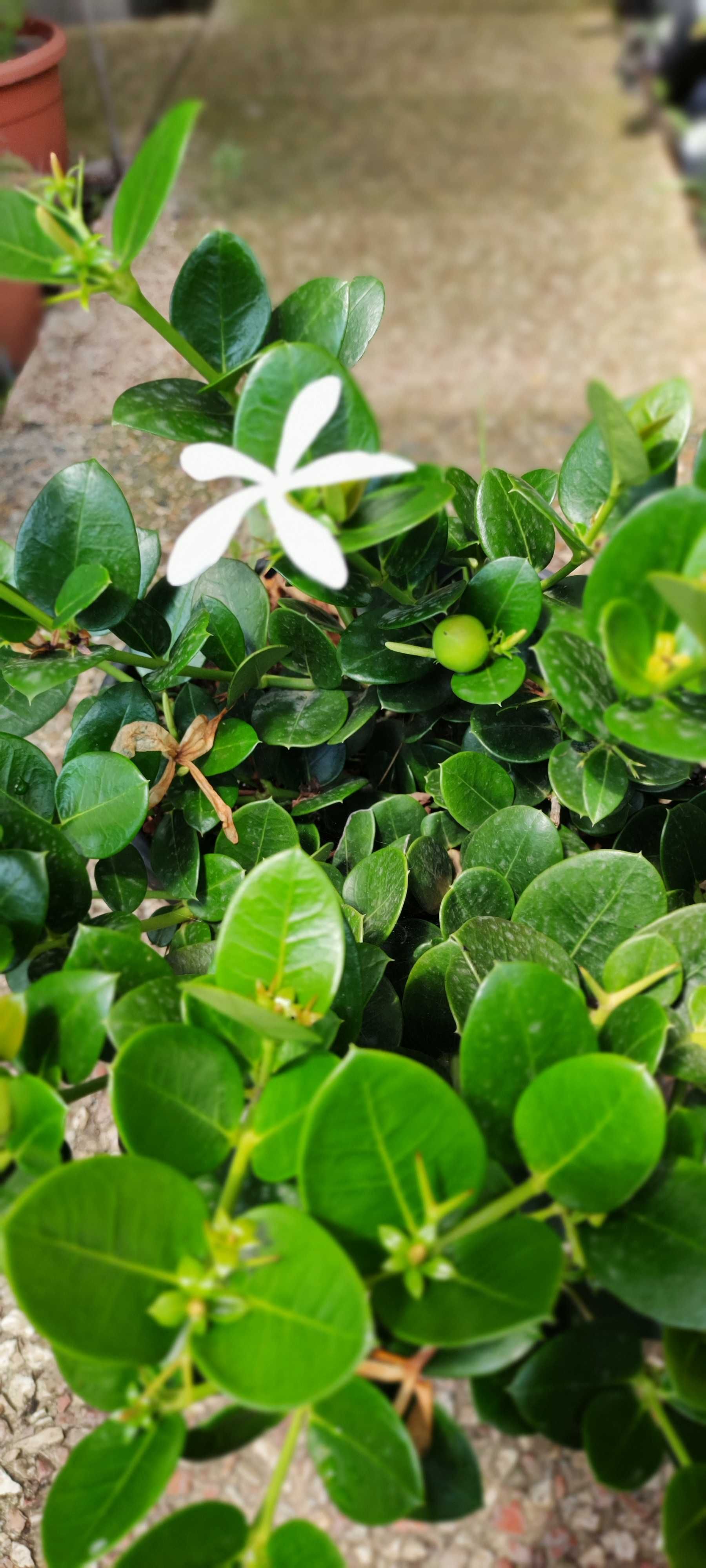 CARISSA OU CEREJA DO NATAL