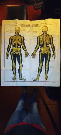 Mapa antigo corpo humano