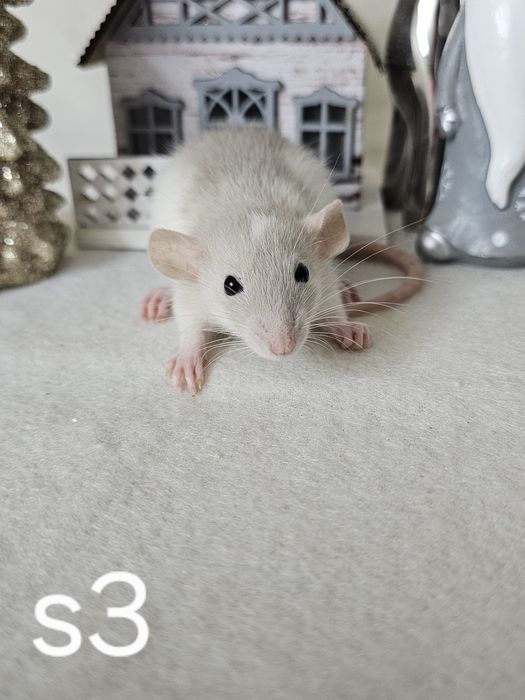 Szczurek szczur szczury