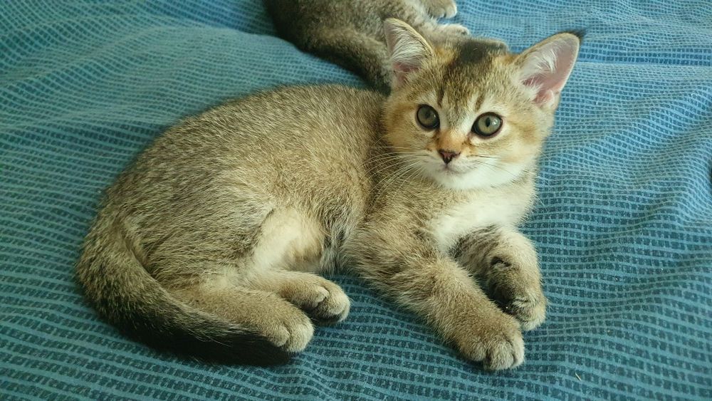 Шотландские котята, золотая шиншилла, три прямоушки, девочка вислоушка