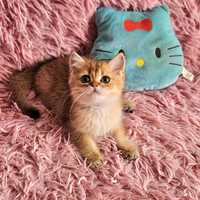 Золотая британская шиншилла кошечка кошка котята