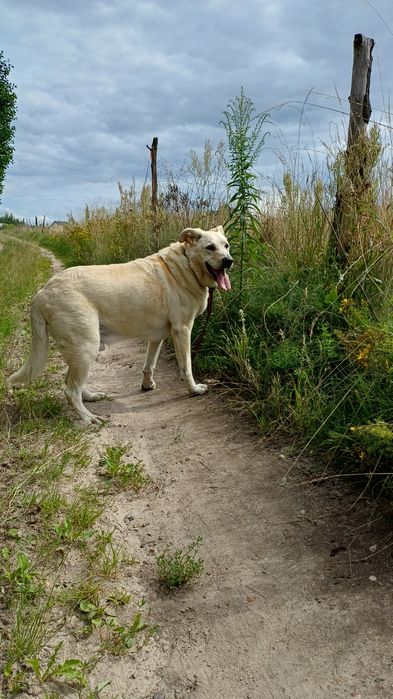 Rezerwacja: Szupi, około 8 letni, w typie labradora, przekochany