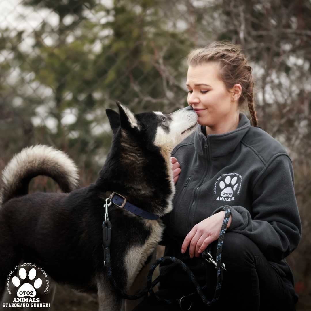Dingo w typie Husky szuka domu!