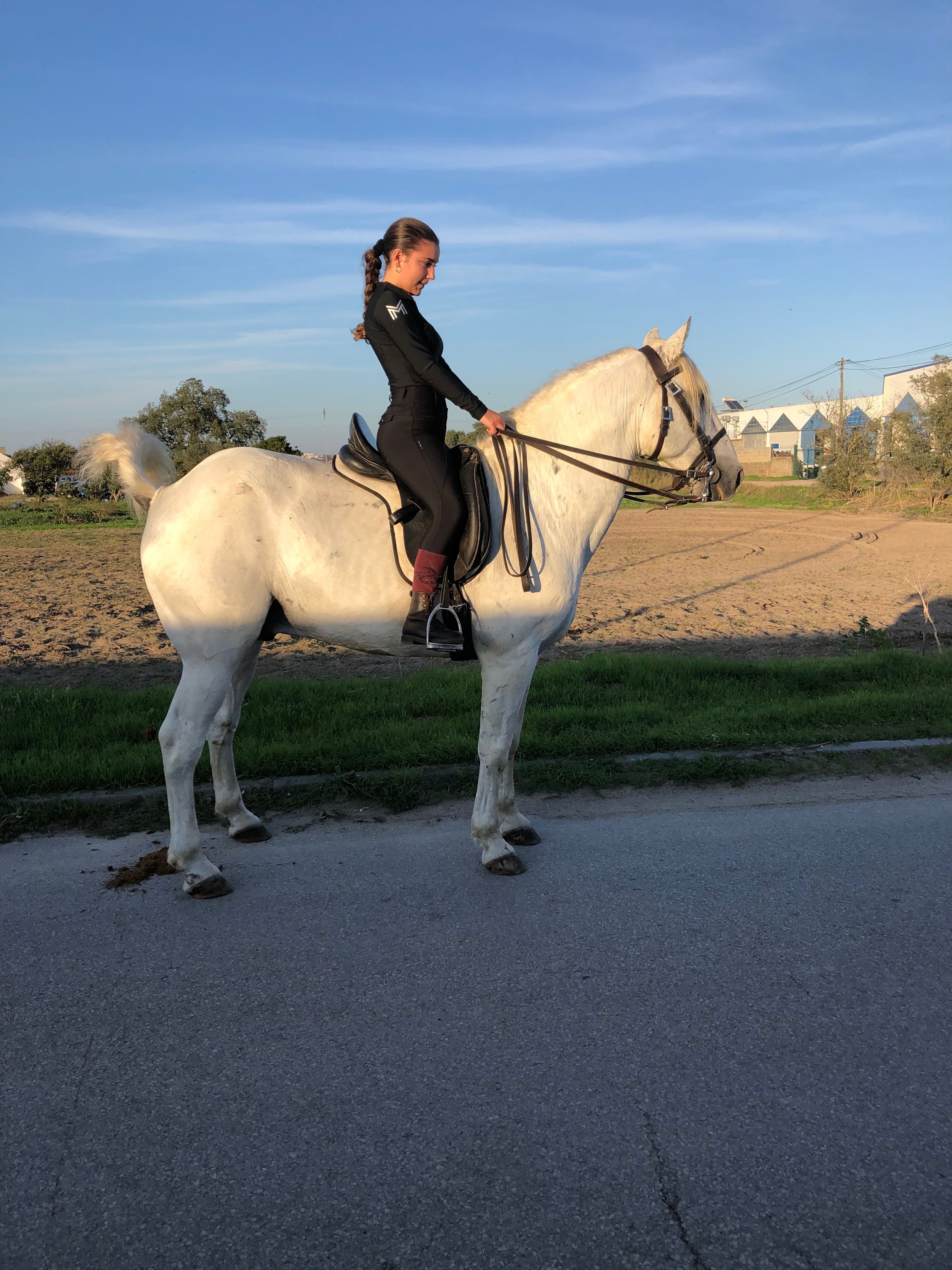 Cavalo engatado cruzado lusitano