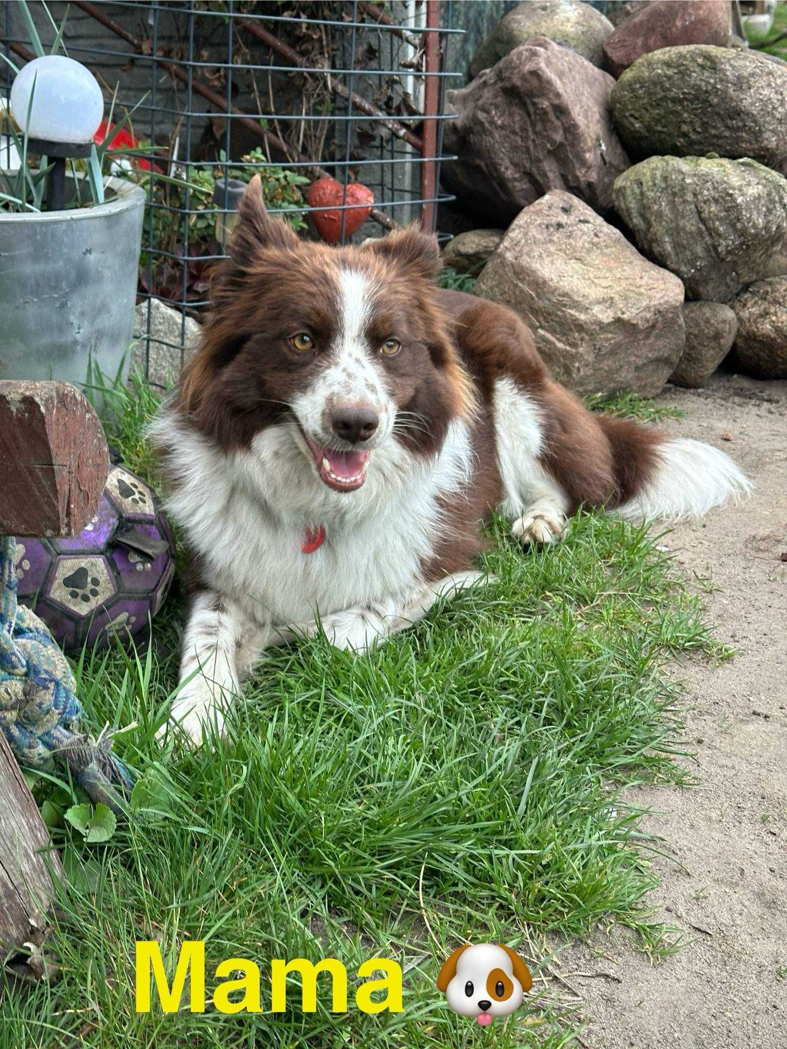 Border Collie szczeniak gotowy do nowego domku