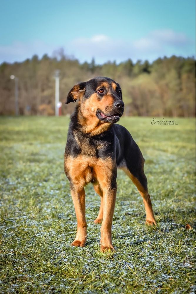 Szarma szuka odpowiedzialnej rodziny - suczka do adopcji