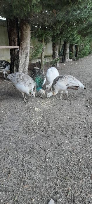 Pavões de várias cores: Branco, Asa negra, Azul e Arlequim