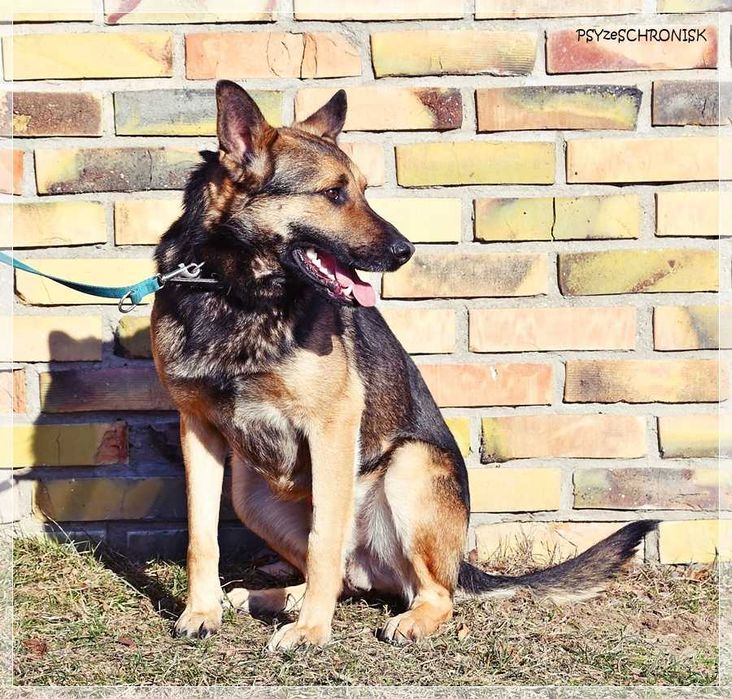 Morgi - pozwól mi kochać i być kochanym