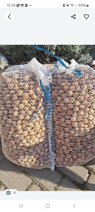 Orzechy laskowe 10kg