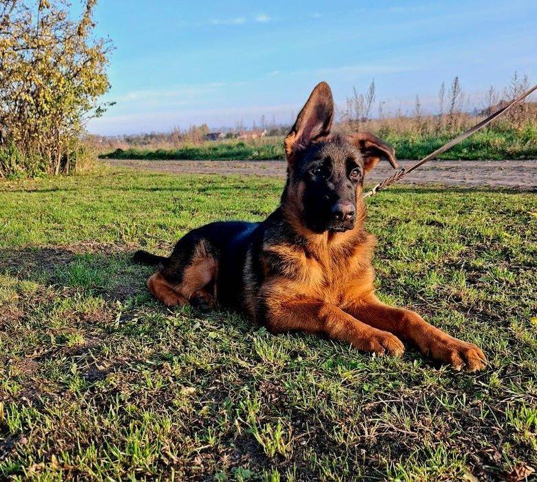 Owczarek niemiecki krótkowłosy (ZKwP)