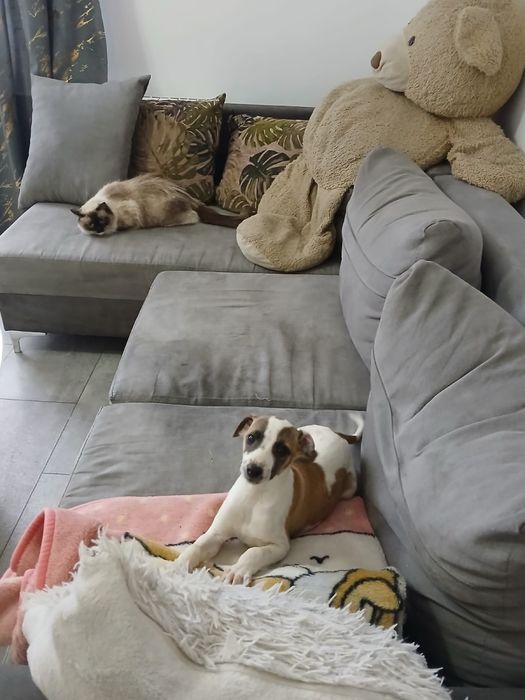 Chart Angielski Whippet śliczny piesek