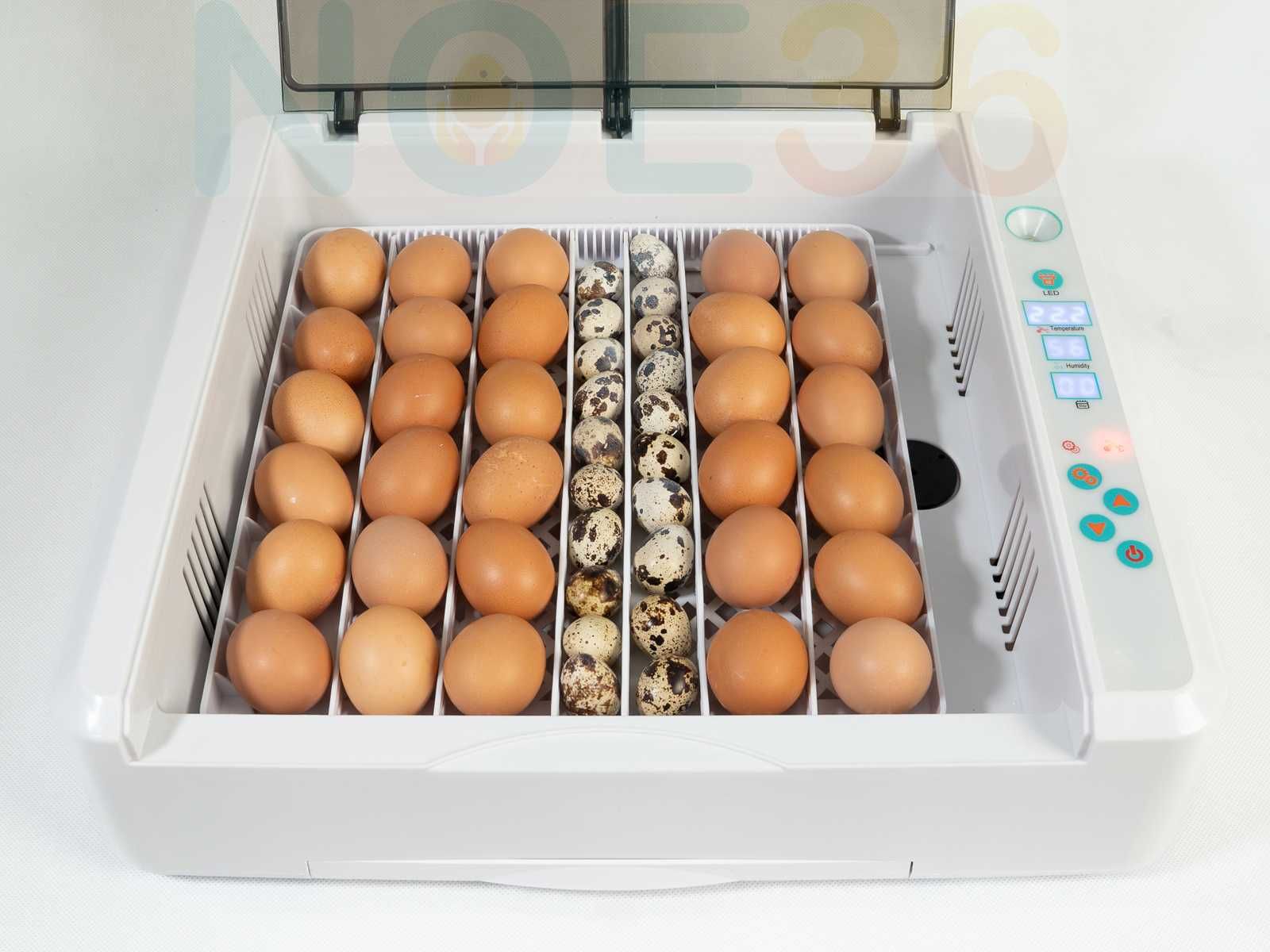 Inkubator AUTOMATYCZNY NOE 36 UNIWERSALNY na jaja kurze gęsie bażancie