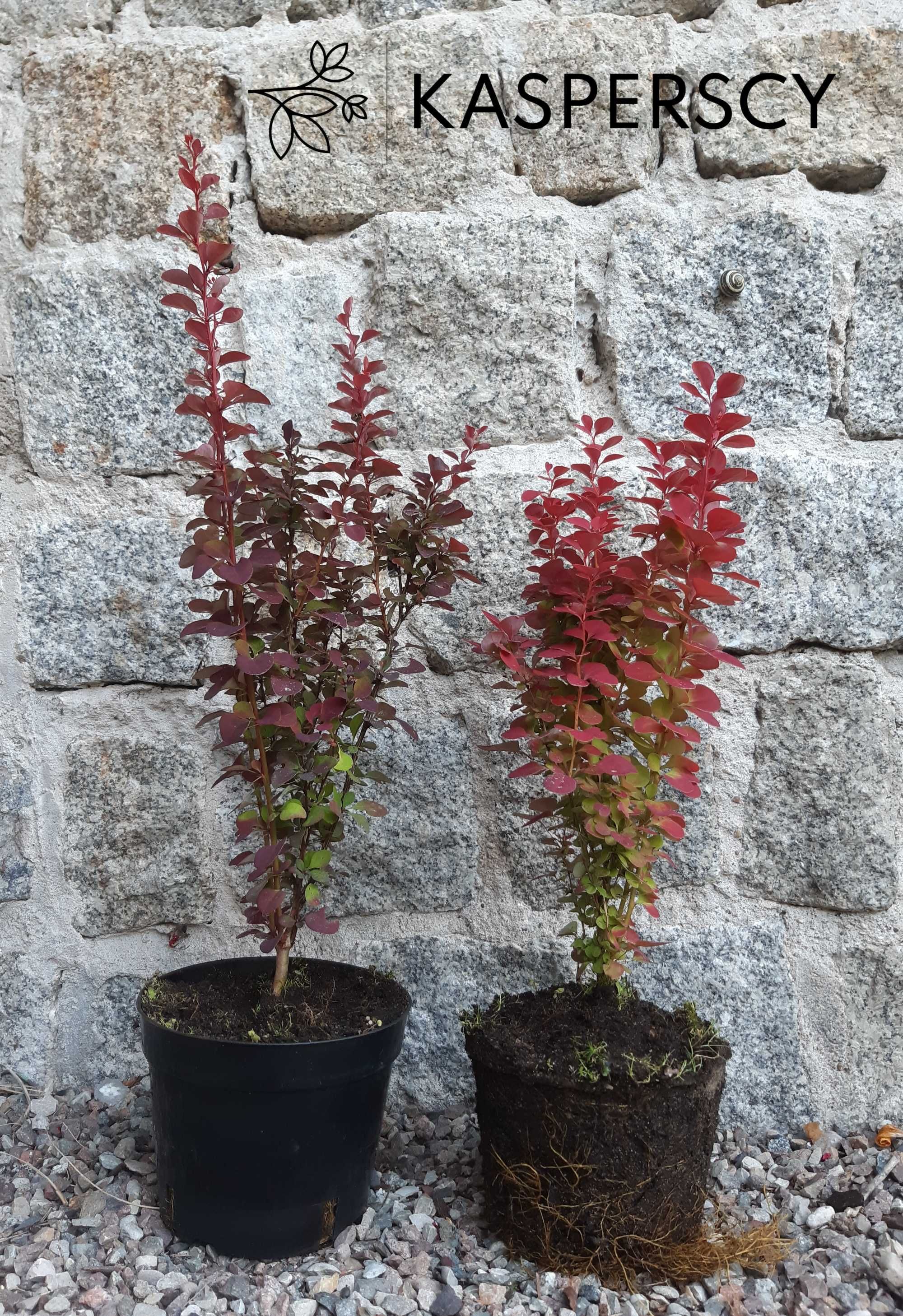 Berberys Thunberga 'Atropurpurea' krzew kolczasty