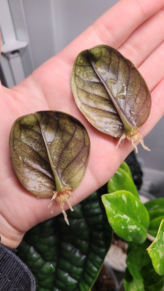 Zamioculcas  / Zamiokulkas Midori Black