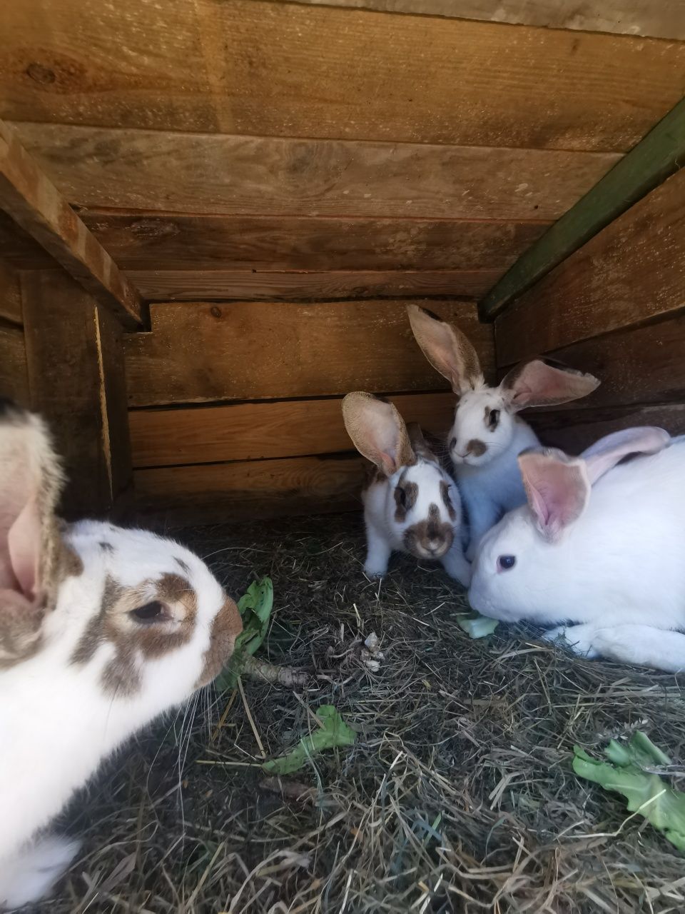 Króliki mięsne po belgu