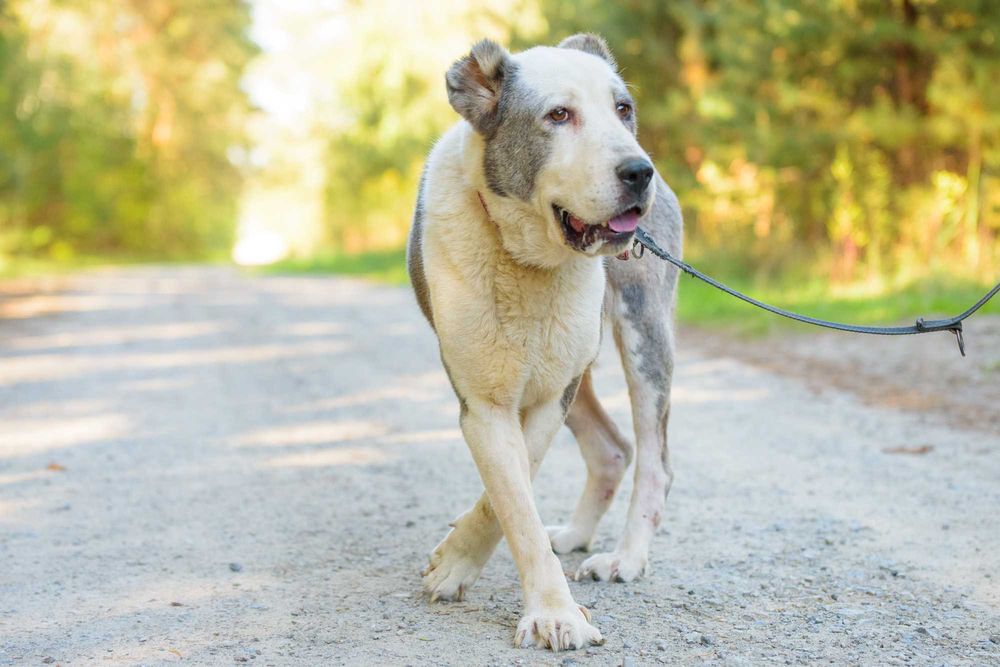 ZARA - duża smutna sunia w typie owczarka środkowoazjatyckiego