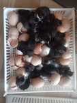 Australorp pisklęta