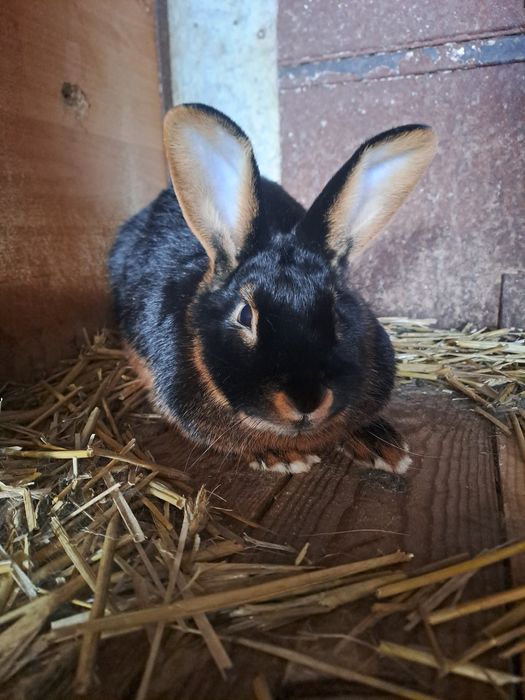 Królik  miniaturaka podpalany