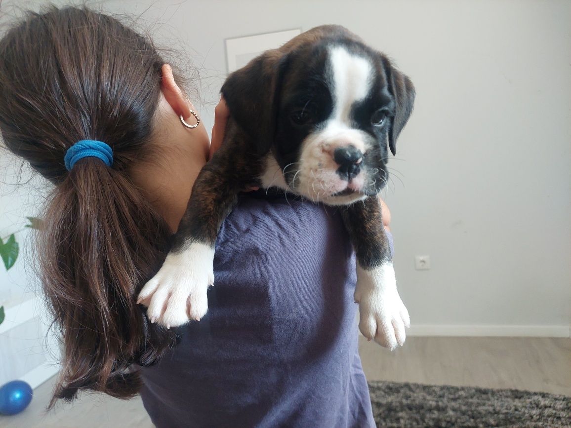 Boxer macho tigrado
