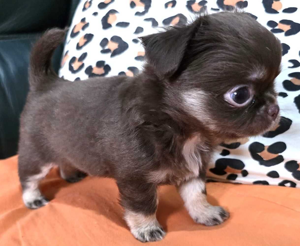 Chihuahua Fêmea, Cor chocolate afogueado. Pêlo comprido.
