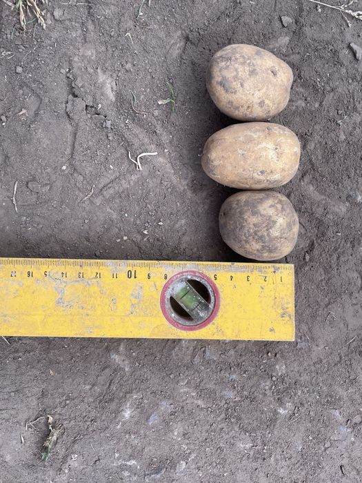 Картопля рання насінева сорт Коломбо, картопля Королева Анна