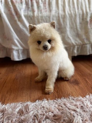 Szpic miniaturowy pomeranian piesek!