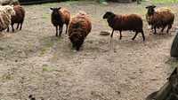 owce wrzosówki matki tryki jagnięta całe stado