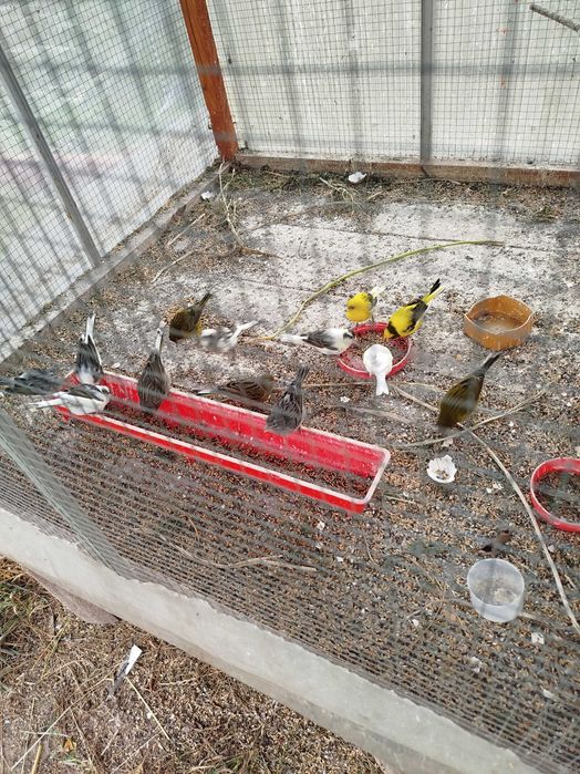 Sprzedam kanarki miniatura Hiszpania