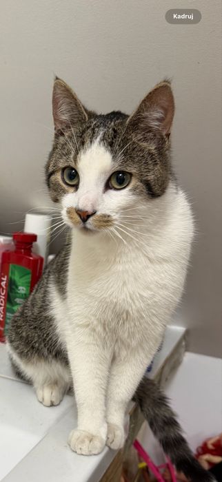 Zaginął Kot bialo-bury „Lucek” Nagroda