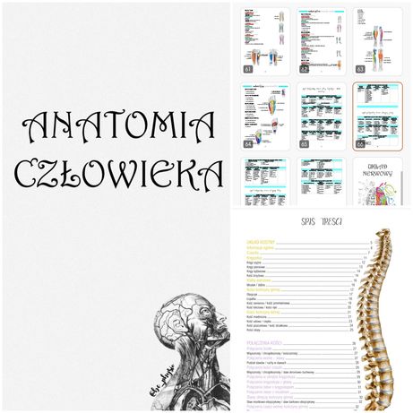 Notatki anatomia z anatomii fizjoterapia pdf biologia biologii