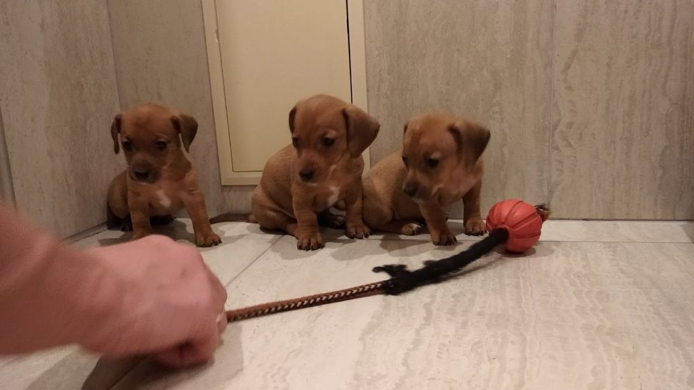 Цуценята такса 1,5 місяці