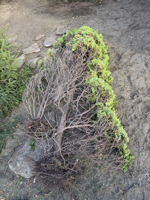 Tuje i choinki za darmo