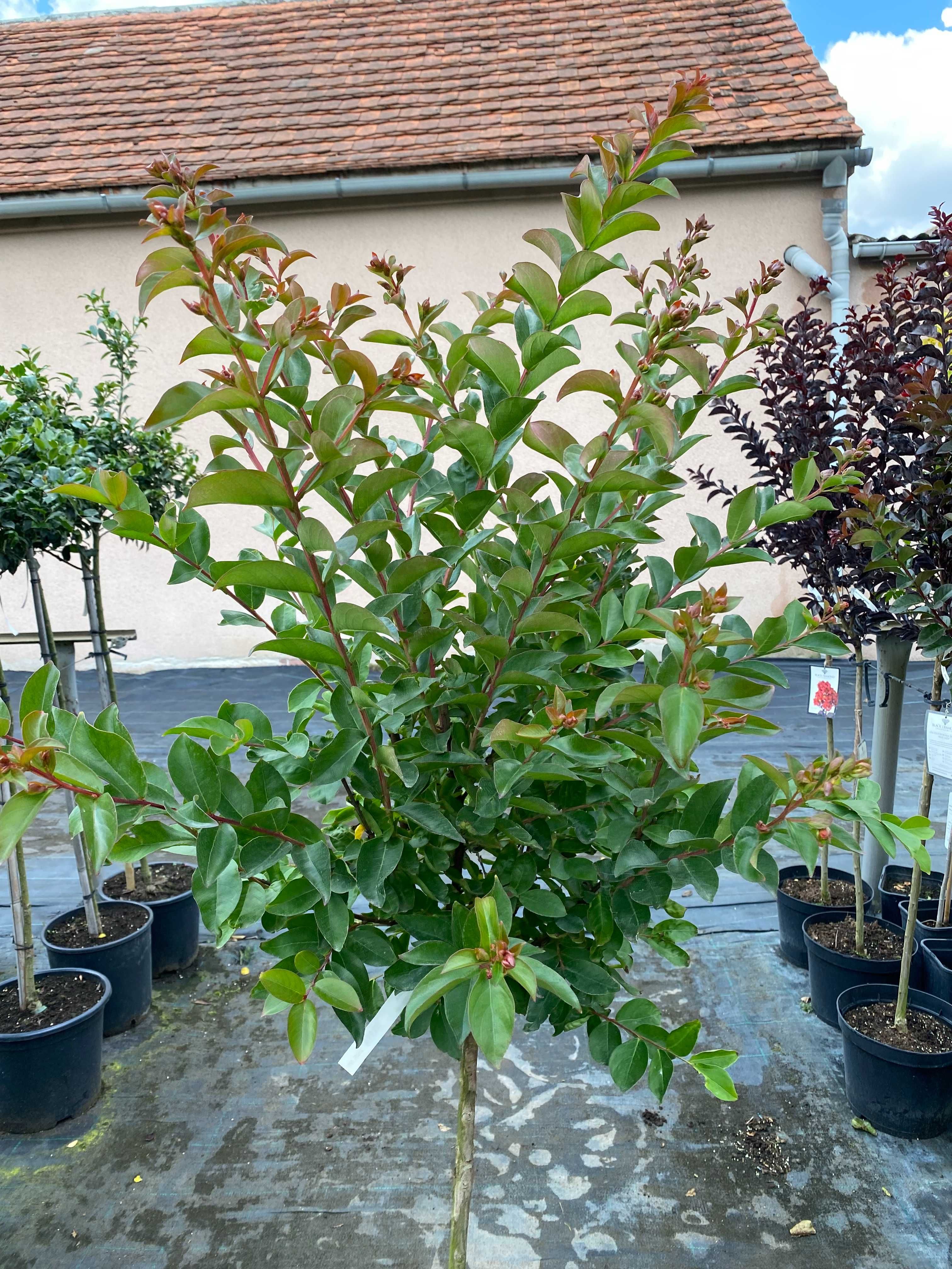 Lagerstremia indyjska Purple Star Pa 80