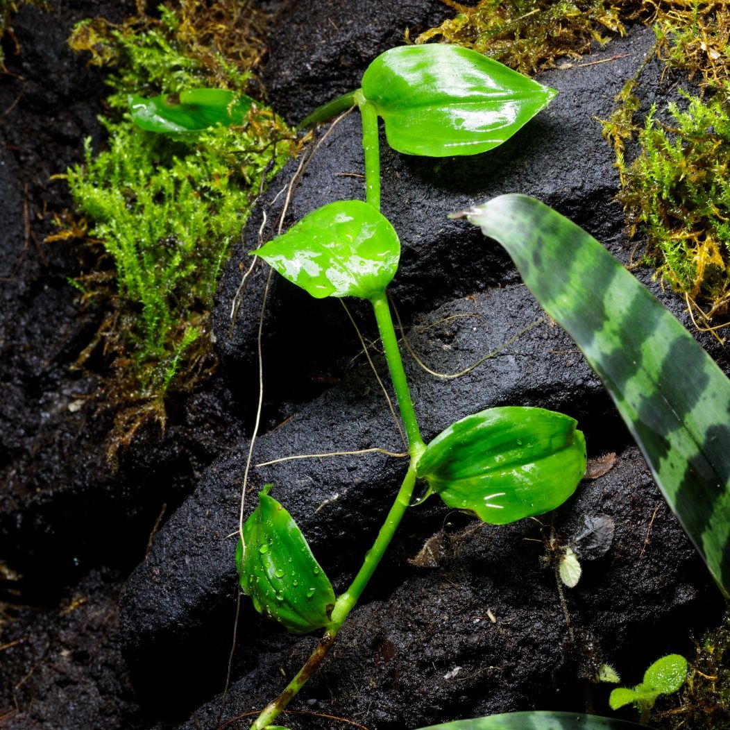 Terrarium dla gekona 40x40x60