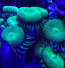 Palythoa green zoa