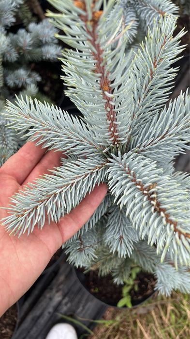 Хупсі (2,3річні)