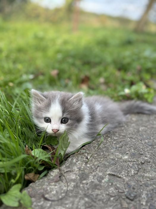 Кошенятко в добрі руки