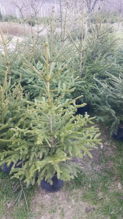 Świerk pospolity TANIO 60cm - 1m