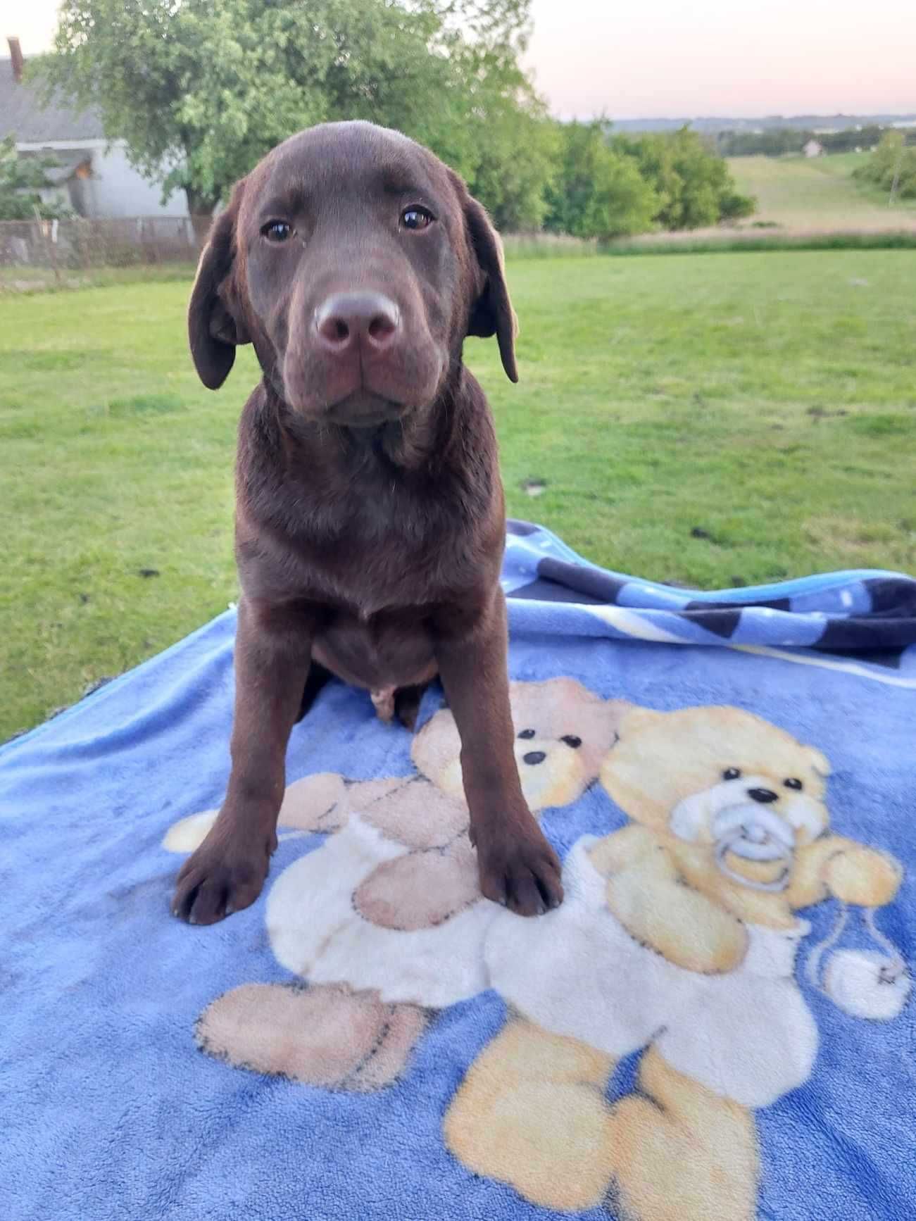 Labrador Retriever - czekoladowy chłopak FCI