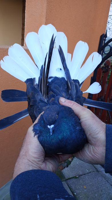 Sprzedam gołębie orlik polski