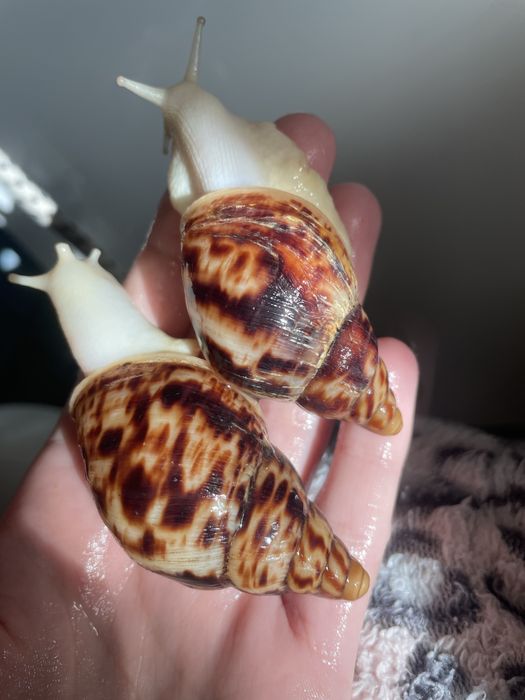 50 грн Ретикулята