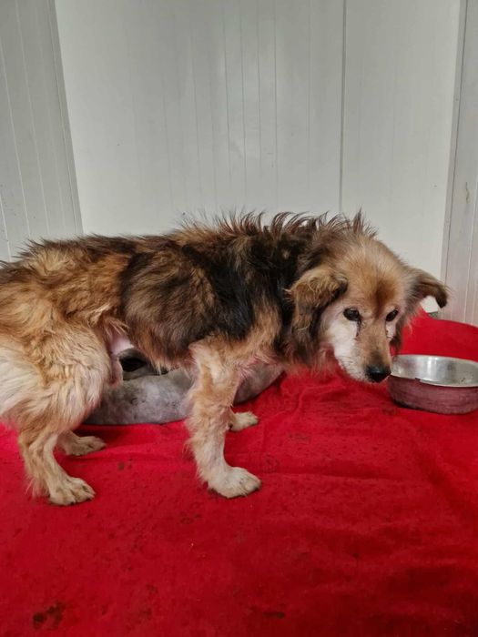 Starszy, miły piesek BRADLEJ szuka domku!