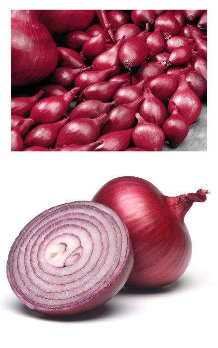 Cebula Dymka Zimująca Cerwona 'Red Cross' – Długie Przechowywanie 250g