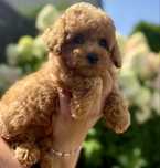 Pudel toy piesek plowy